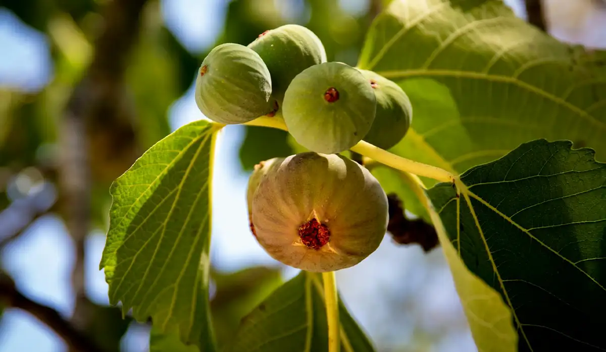 Unlocking the Secrets: Fig Fruit Benefits You Never Knew Existed!