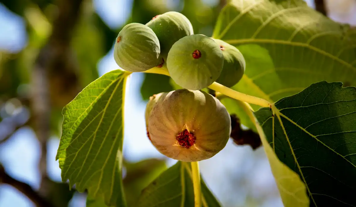 The Ultimate Guide to Fig Fruit Benefits: Transform Your Health Naturally